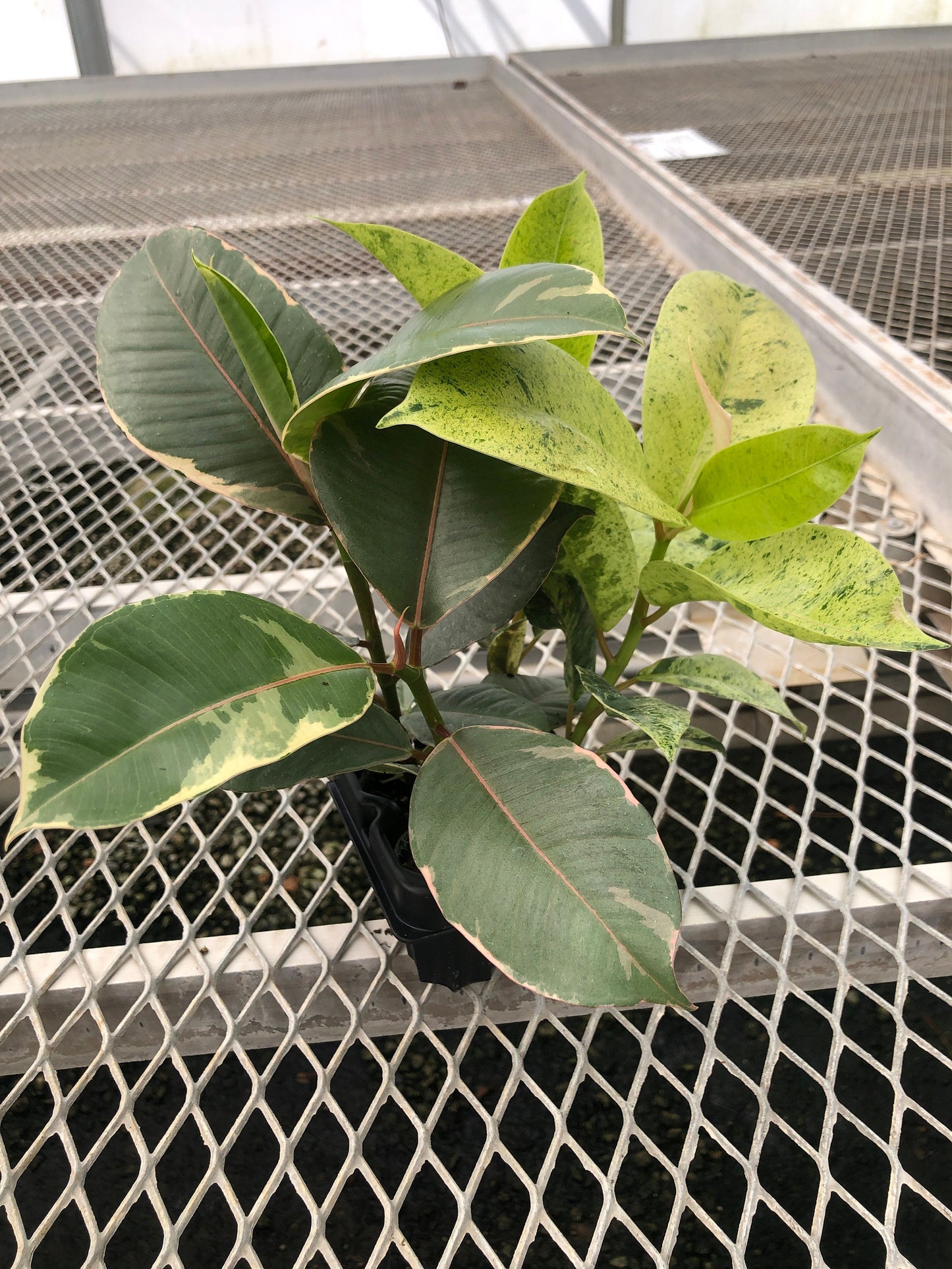 Ficus Houseplant Starter Plant 2x2 Pack - Tineke, Ruby, Shivereana/Moonshine Rubber Trees, and Altissima Variegata - MicroStarts