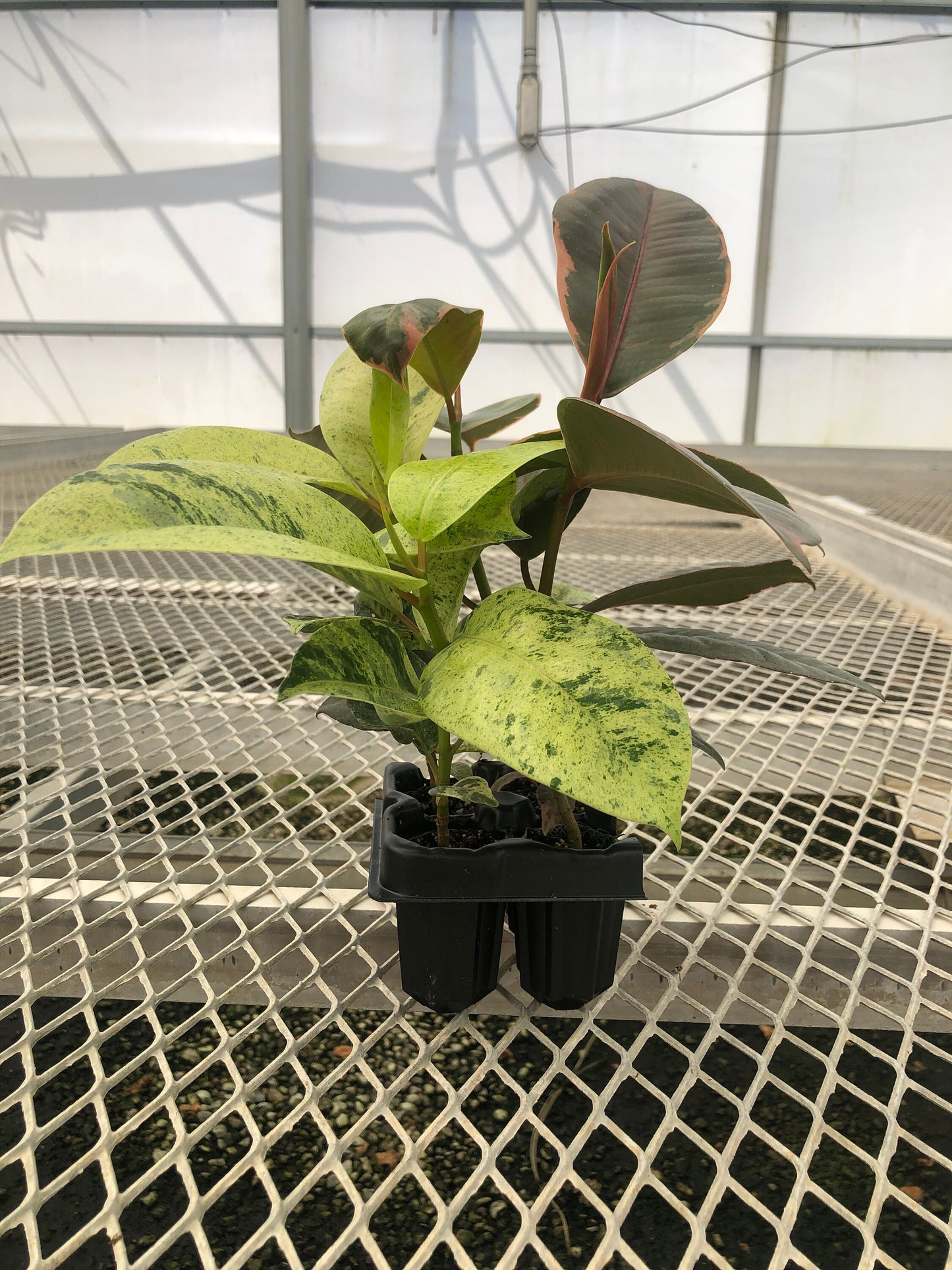 Ficus Houseplant Starter Plant 2x2 Pack - Tineke, Ruby, Shivereana/Moonshine Rubber Trees, and Altissima Variegata - MicroStarts