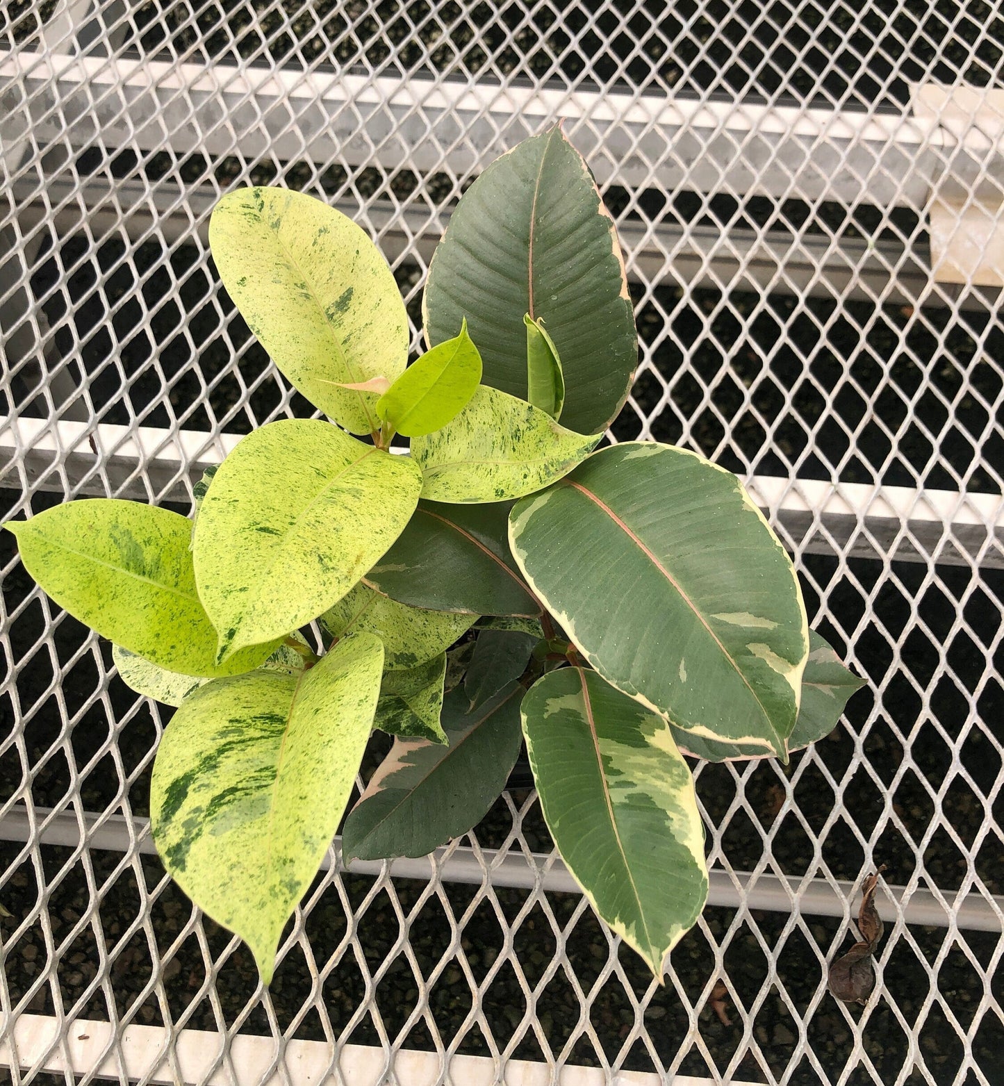 Ficus Houseplant Starter Plant 2x2 Pack - Tineke, Ruby, Shivereana/Moonshine Rubber Trees, and Altissima Variegata - MicroStarts