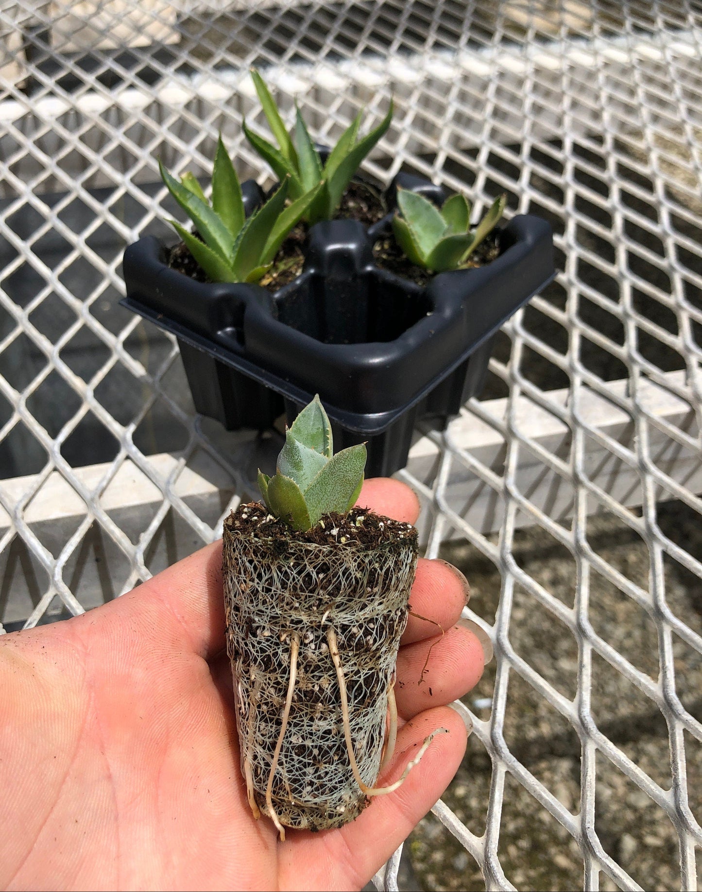 Agave Succulent Starter Plant 2x2 Pack - MicroStarts Plant Plugs