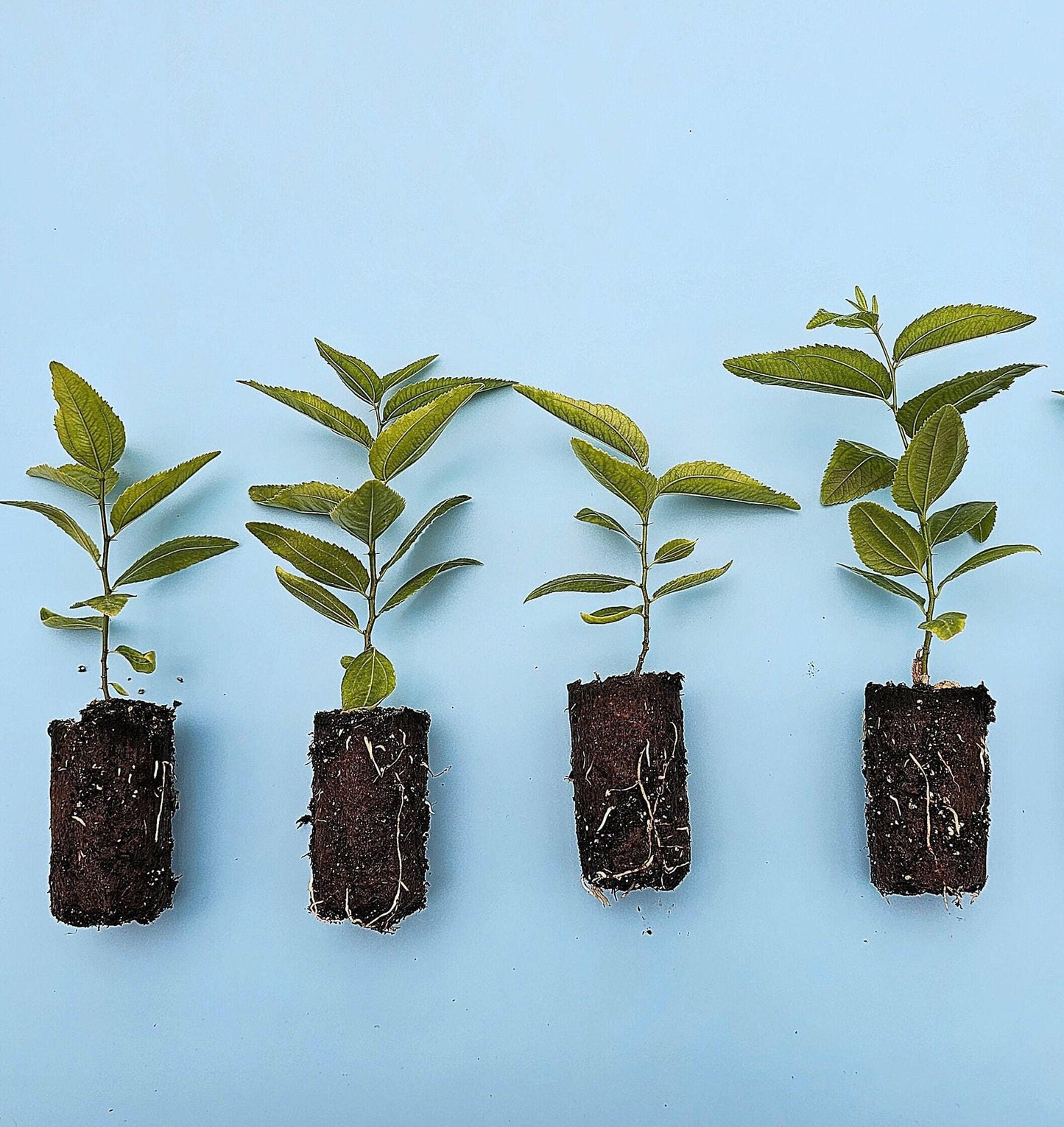 Jujube GA 866 Starter Trees - MicroStarts Tissue Culture (Own Root) Starter Tree 4 Pack