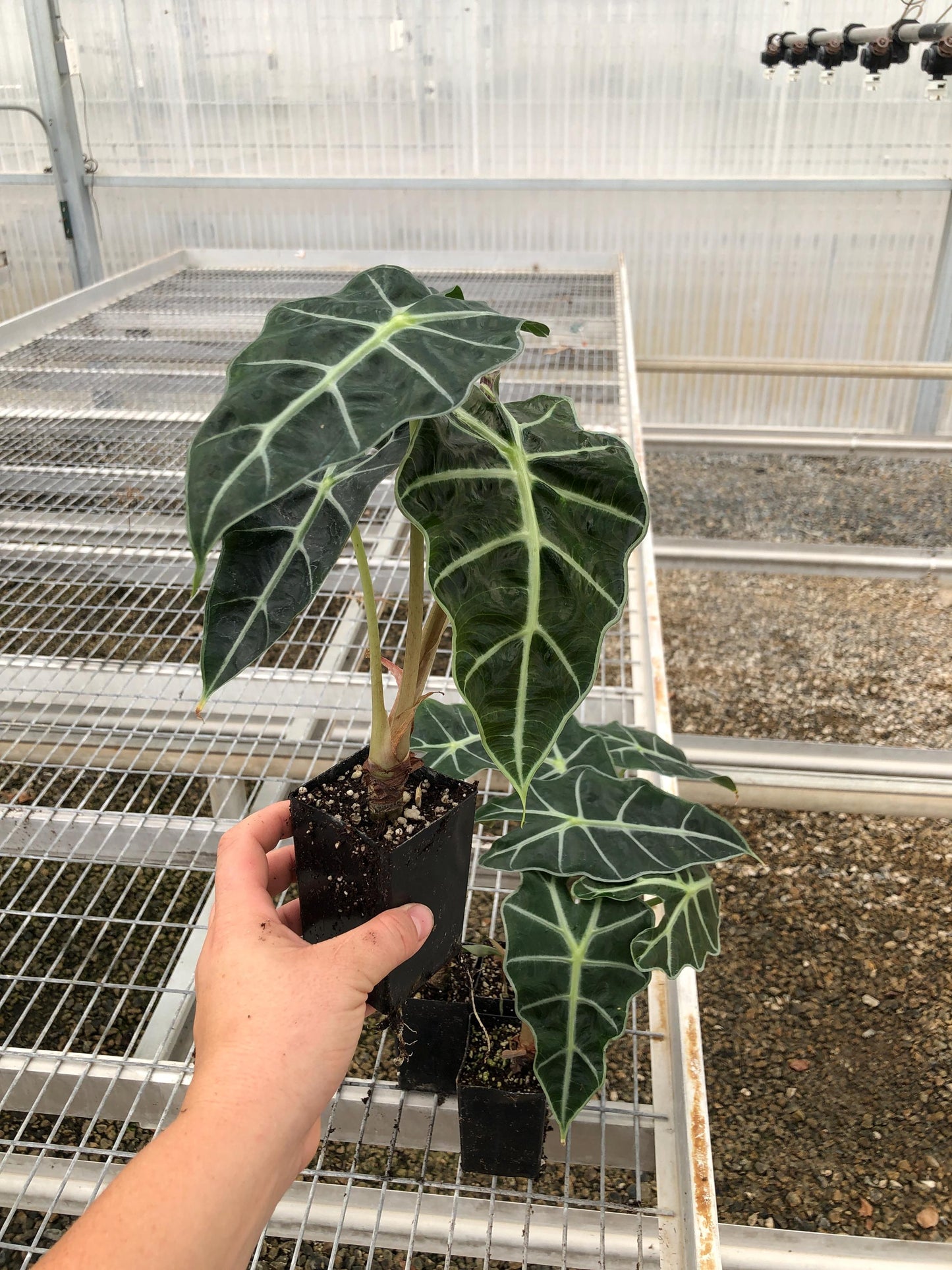 Alocasia 'Dwarf Amazonica' in 2 inch pots a.k.a. Dwarf Glossy Elephant Ear
