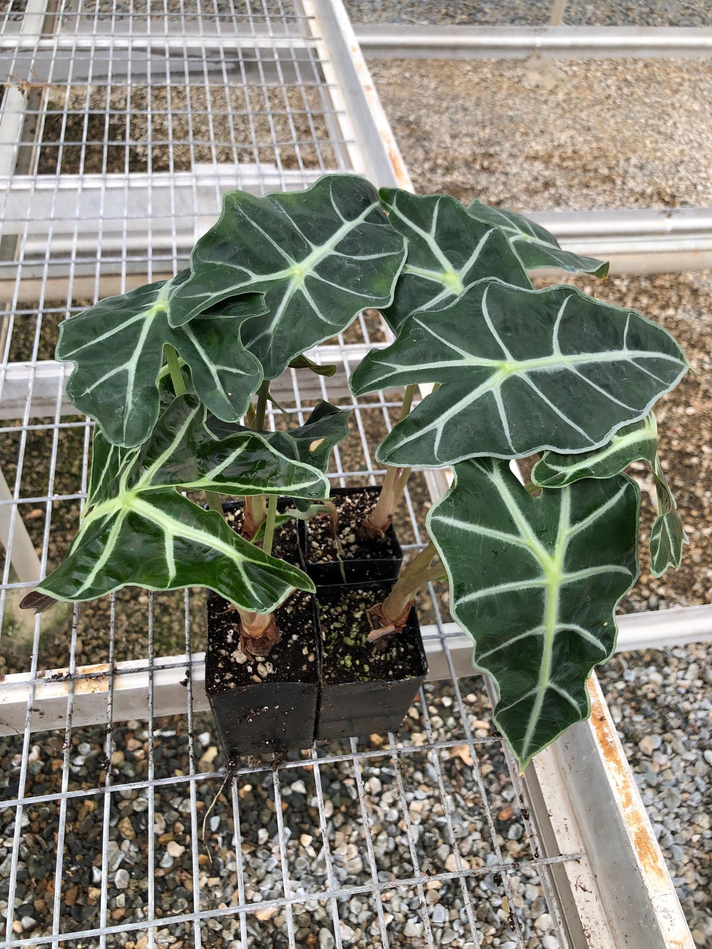 Alocasia 'Dwarf Amazonica' in 2 inch pots a.k.a. Dwarf Glossy Elephant Ear