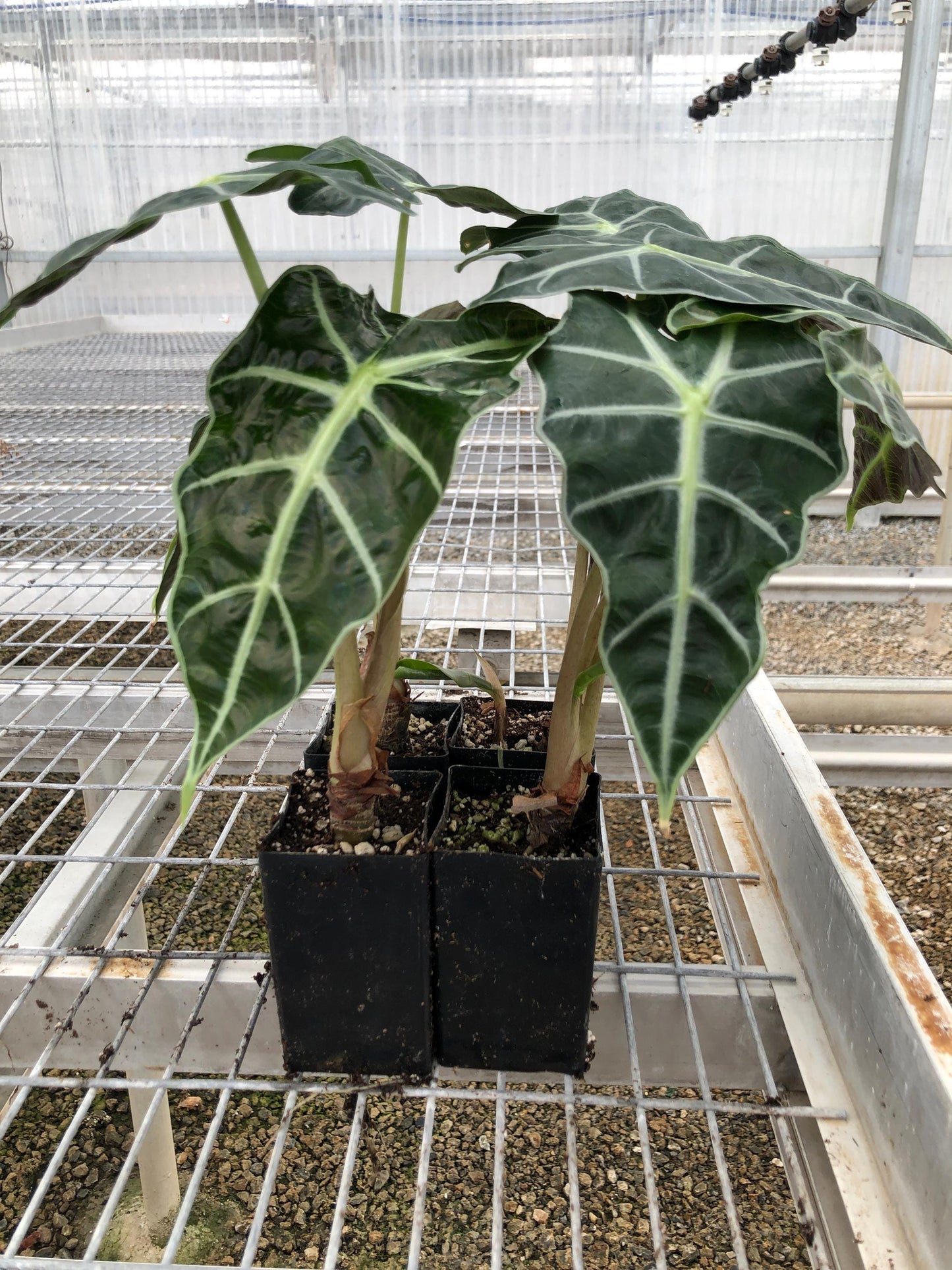 Alocasia 'Dwarf Amazonica' in 2 inch pots a.k.a. Dwarf Glossy Elephant Ear