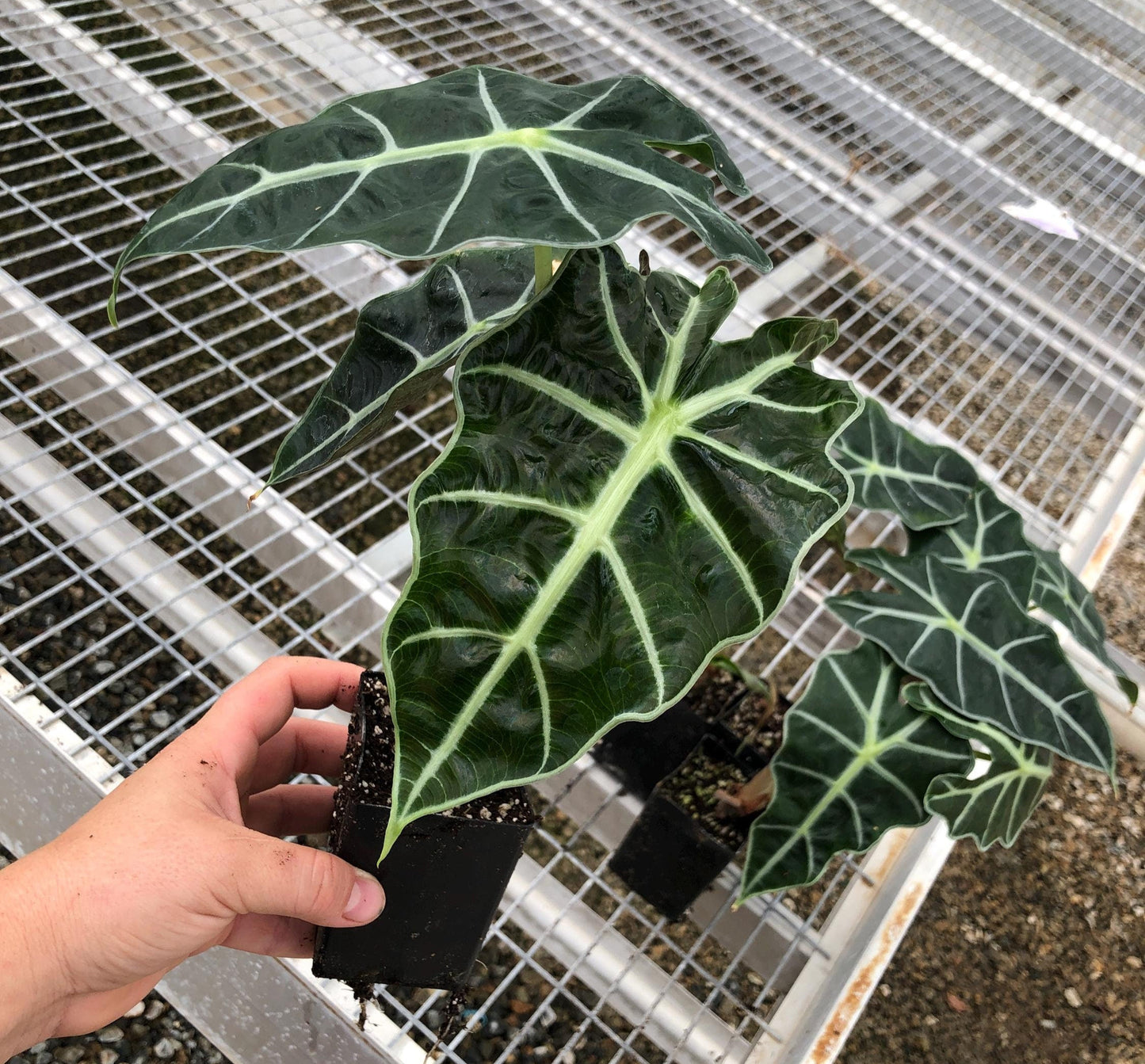 Alocasia 'Dwarf Amazonica'
