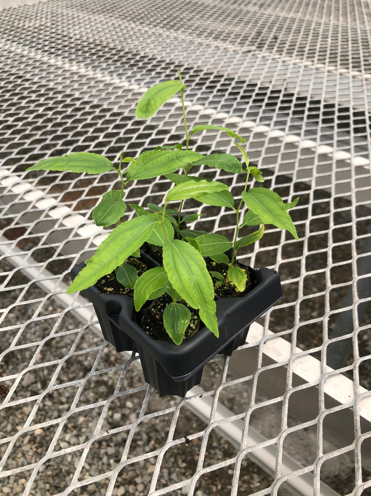 Jujube GA 866 Starter Trees - MicroStarts Tissue Culture (Own Root) Starter Tree 4 Pack