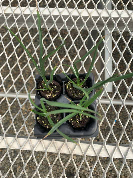 Hesperaloe parviflora 'Yellow'