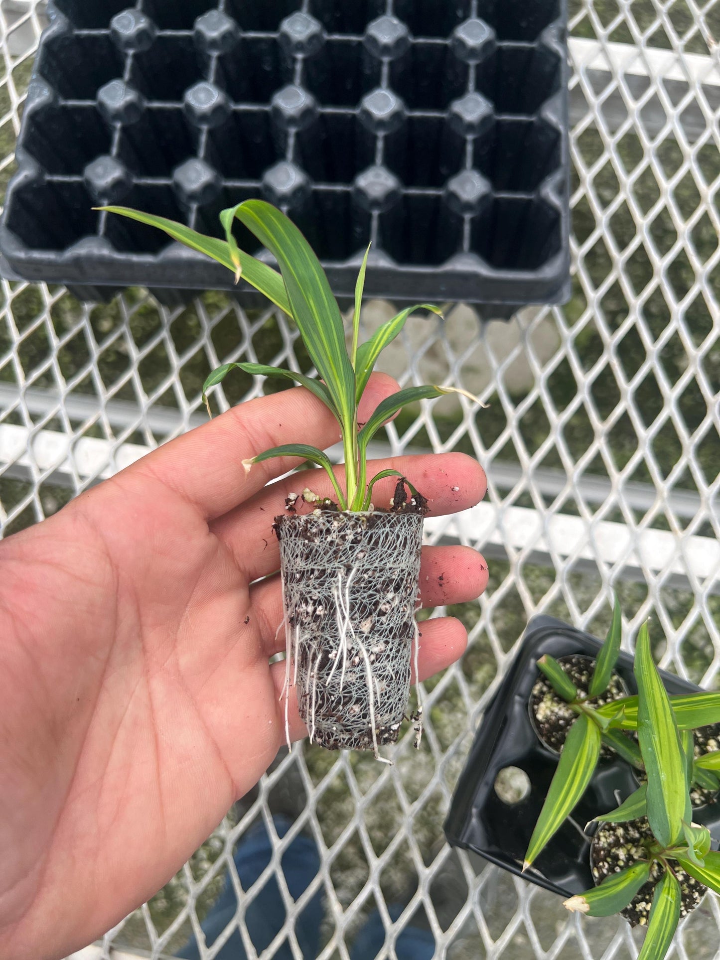 Cordyline 'Kiwi' 4 Pack - Hawaiian Ti
