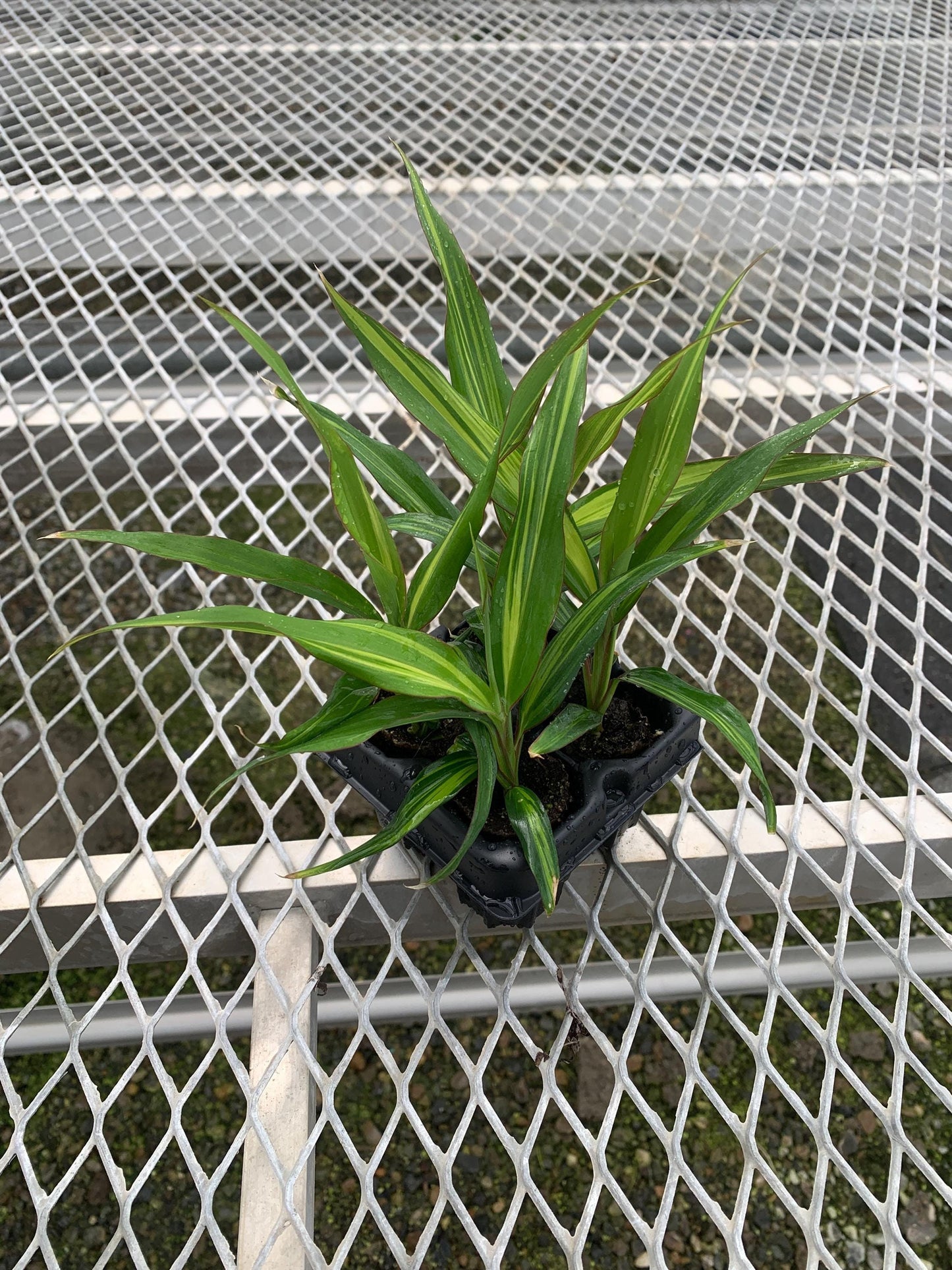 Cordyline 'Kiwi' 4 Pack - Hawaiian Ti