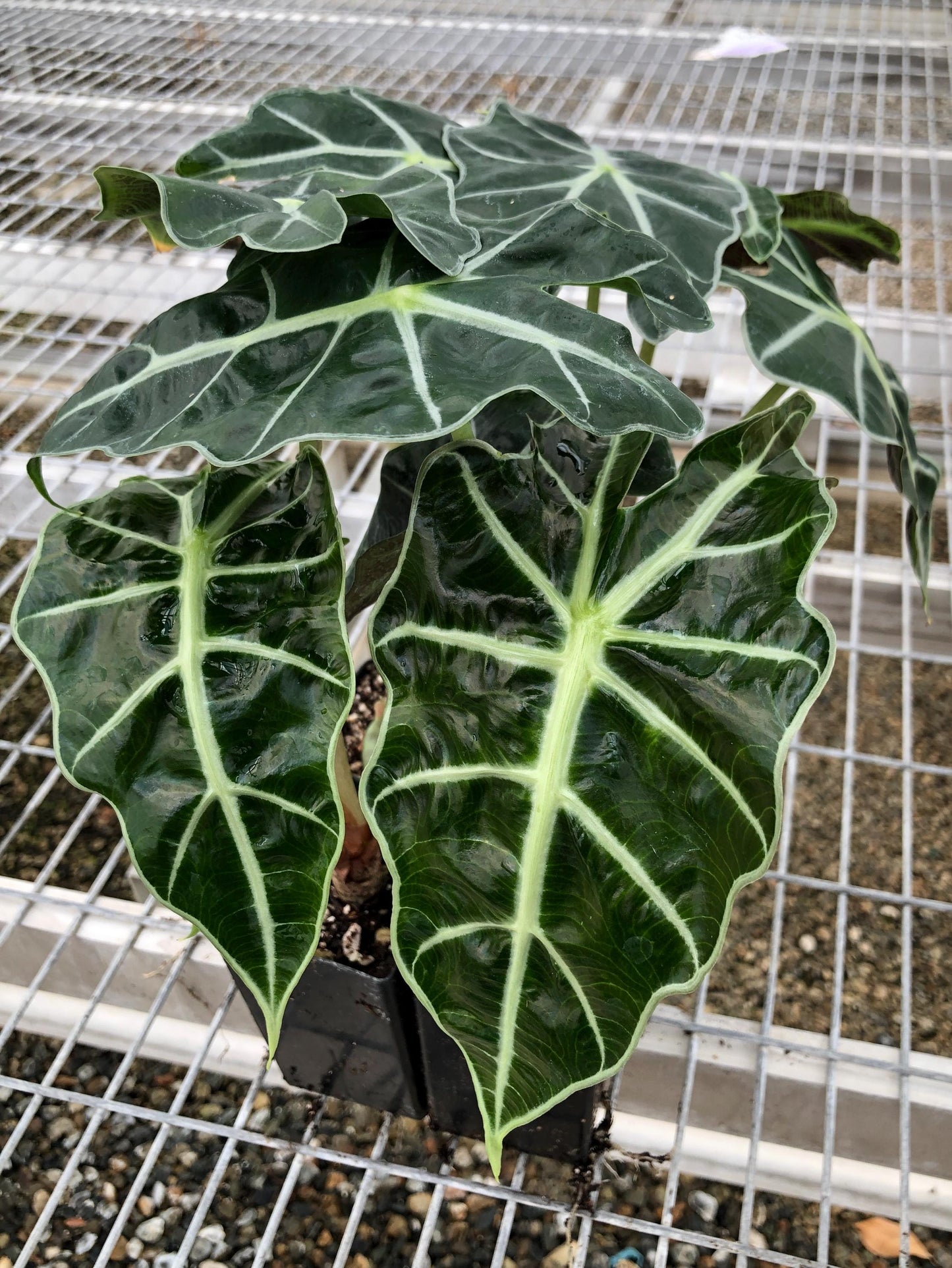 Alocasia 'Dwarf Amazonica' in 2 inch pots a.k.a. Dwarf Glossy Elephant Ear