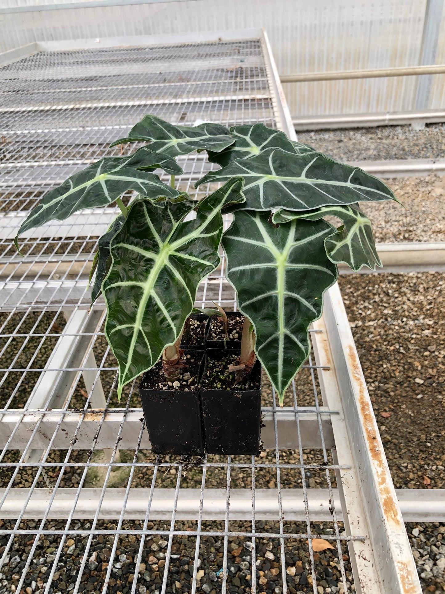 Alocasia 'Dwarf Amazonica' in 2 inch pots a.k.a. Dwarf Glossy Elephant Ear