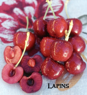 Cherry Trees | Grow an Edible Landscape
