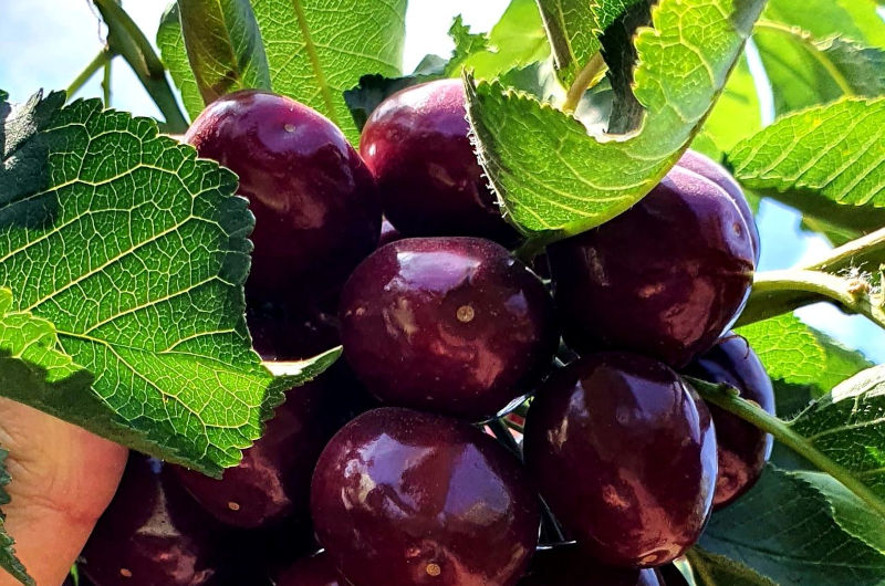 Cherry Trees | Grow an Edible Landscape