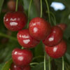 Cherry Trees | Grow an Edible Landscape