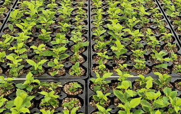 Why Tissue Culture Matters for Fruit Trees and Fruiting Shrubs