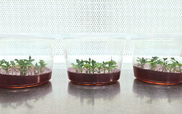 What Is Tissue Culture? The Science Behind Cleaner, Stronger Plants