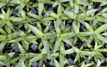 Meet the Team: Our Favorite Agaves