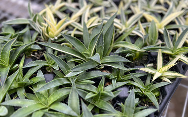 Why Should I Grow Starter Plants?