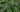 Alocasia vs. Colocasia: Which Elephant Ear is Right for You?