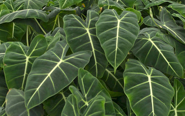 Alocasia vs. Colocasia: Which Elephant Ear is Right for You?