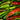 Pepper Starters 101: Varieties, Care, and Growing Tips