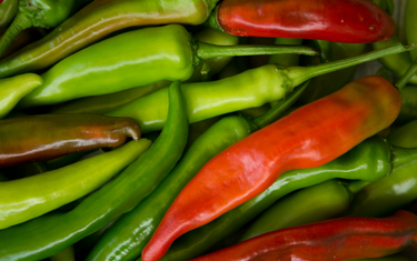 Pepper Starters 101: Varieties, Care, and Growing Tips