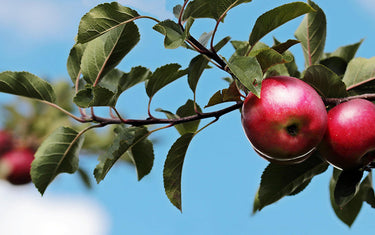 Apple Pollination Made Simple: Pollination Pairings for Our Apple Varieties