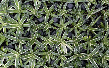 Why Variegated Plants Are Worth the Hype (And How to Keep Them Thriving)