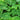 How to Care for Tropical Plants - Planting & Growing Guide