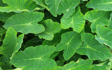 How to Care for Tropical Plants - Planting & Growing Guide