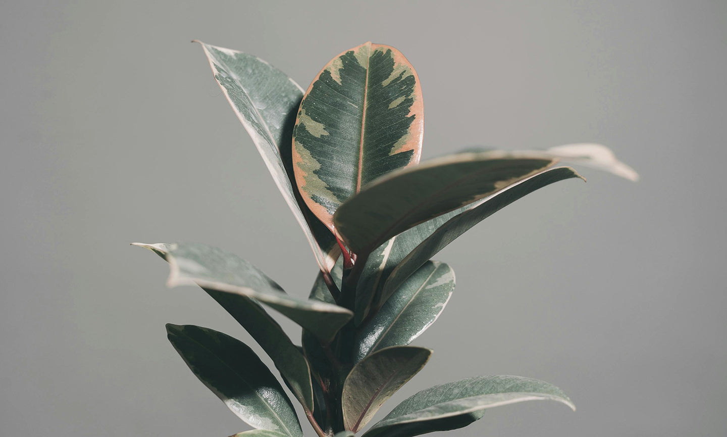 Choosing the Perfect Ficus: Which Variety Is Right for You? – MicroStarts