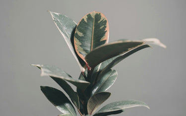 Choosing the Perfect Ficus