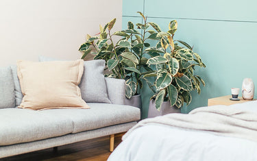 Main Character Plants: How to Decorate With Statement Houseplants