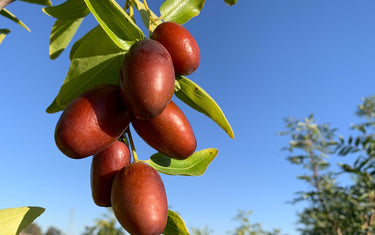 Jujube Trees: The Hidden Gem of Backyard Orchards