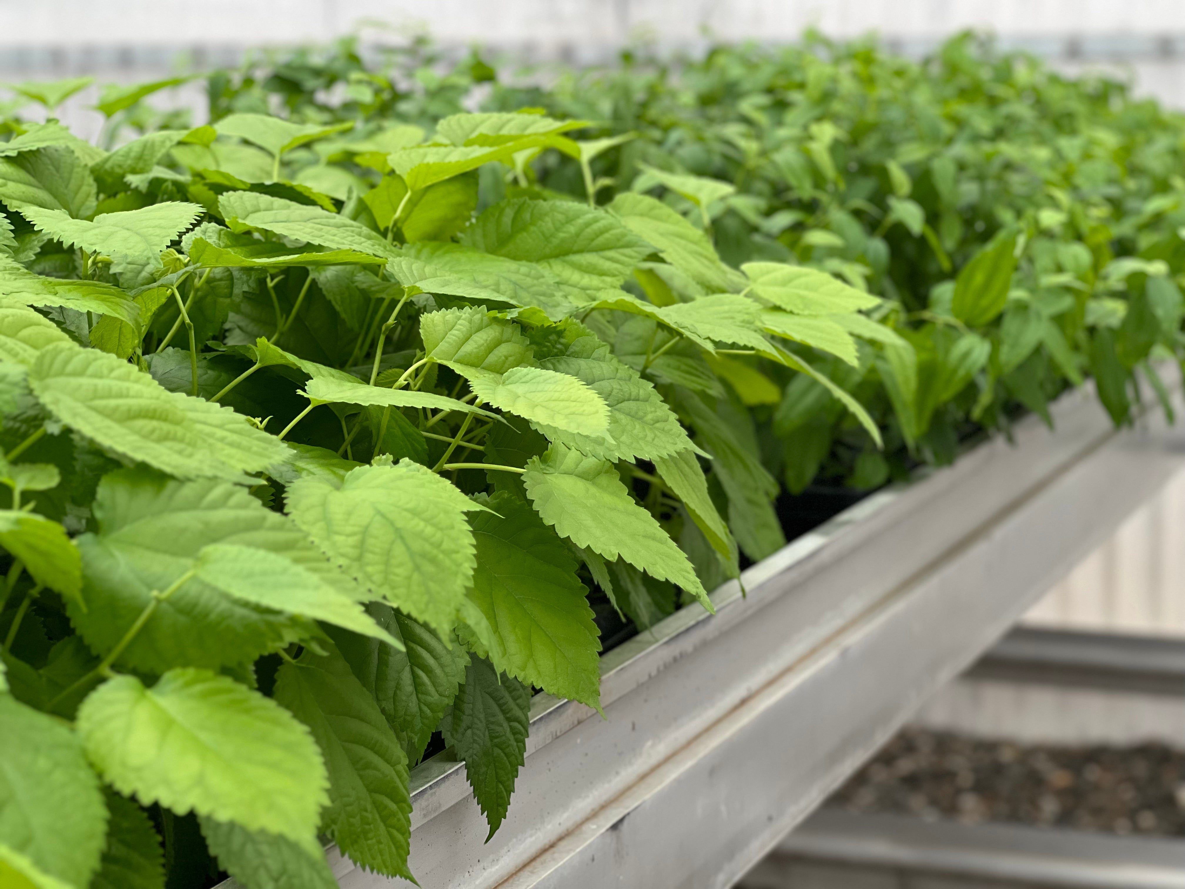 How to Care for Young Trees - Starter Tree Planting & Growing Guide ...