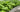 How to Care for Young Trees - Starter Tree Planting & Growing Guide