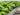 How to Care for Young Trees - Starter Tree Planting & Growing Guide