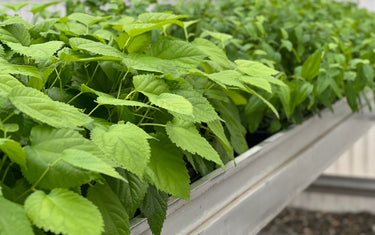 How to Care for Young Trees - Starter Tree Planting & Growing Guide