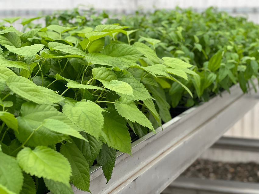 How to Care for Young Trees - Starter Tree Planting & Growing Guide ...