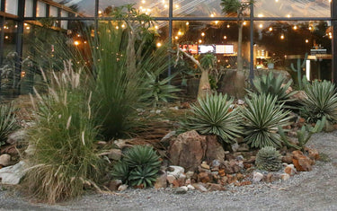 Climate-Adaptable Landscaping: Designing with Drought-Tolerant Plants