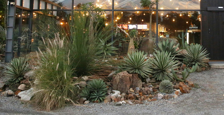 Climate-Adaptable Landscaping: Designing with Drought-Tolerant Plants ...