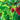 Choosing the Perfect Mulberry Tree: Pakistani, Himalayan, Dwarf Everbearing?