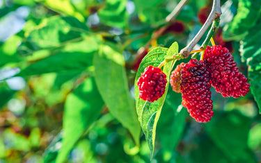 Choosing the Perfect Mulberry Tree: Pakistani, Himalayan, Dwarf Everbearing?