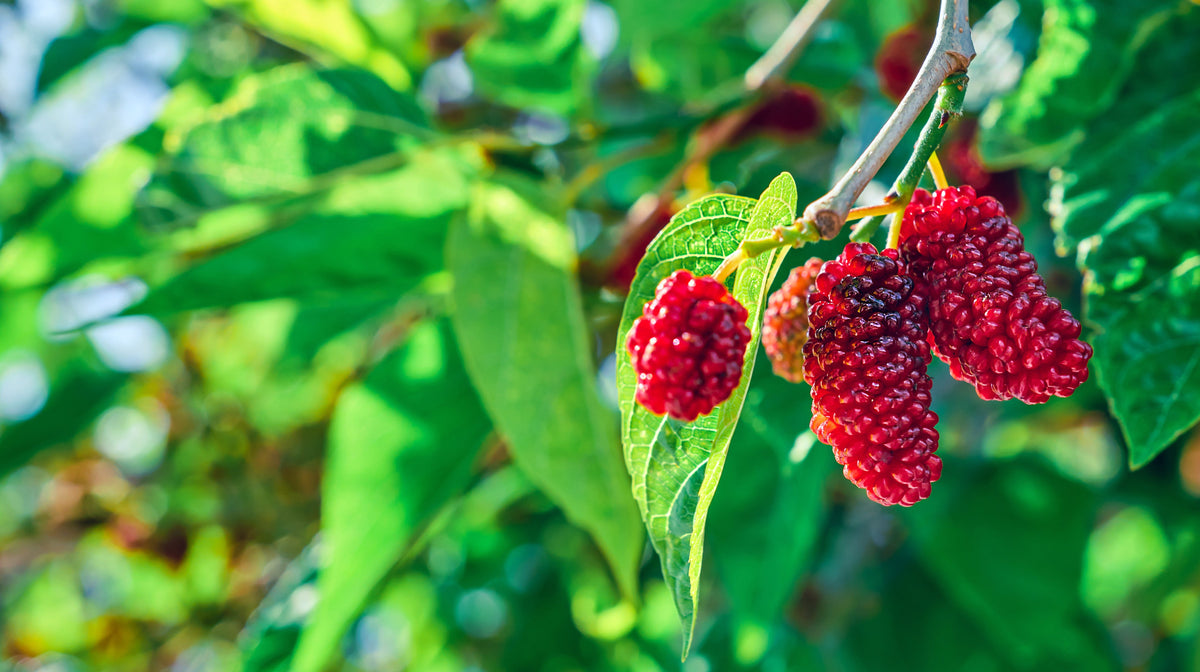 Choosing the Perfect Mulberry Tree: Pakistani, Himalayan, Dwarf Everbe ...