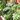 The Best Edible Plants for Small Spaces