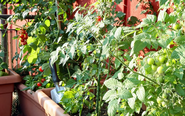 The Best Edible Plants for Small Spaces