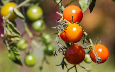 Tomato Starters 101: Varieties, Care, and Growing Tips