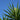Yucca Varieties Compared: Choosing the Best Yucca for You