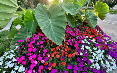 Not Just Houseplants: 5 Indoor Plants That Can Thrive Outdoors