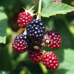 Blackberries (Rubus)